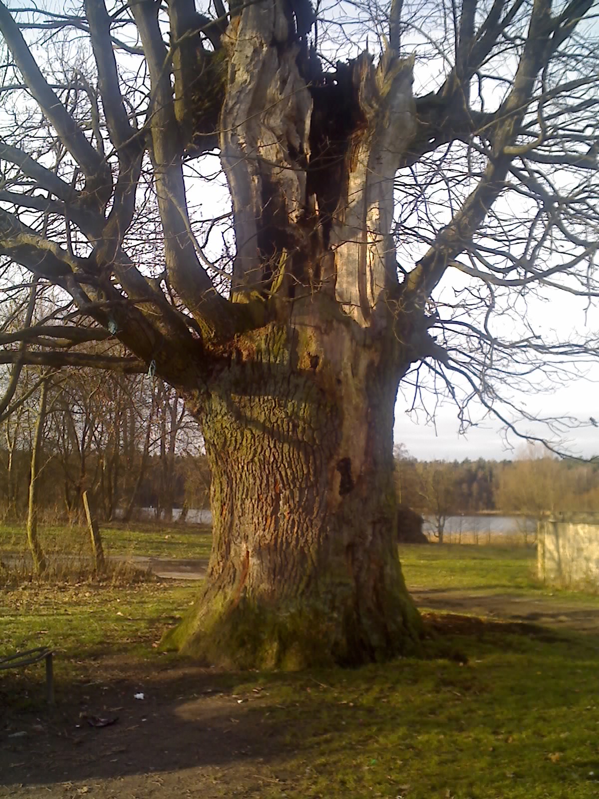Alte Eiche Harmelsdorf